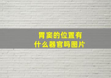 胃窦的位置有什么器官吗图片