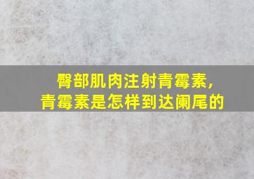 臀部肌肉注射青霉素,青霉素是怎样到达阑尾的