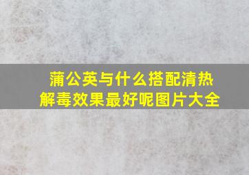 蒲公英与什么搭配清热解毒效果最好呢图片大全