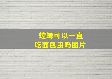 螳螂可以一直吃面包虫吗图片