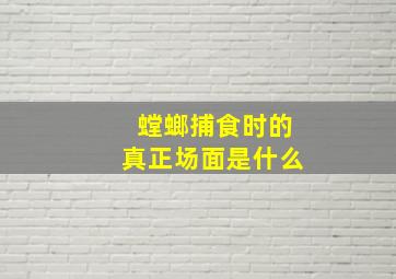 螳螂捕食时的真正场面是什么