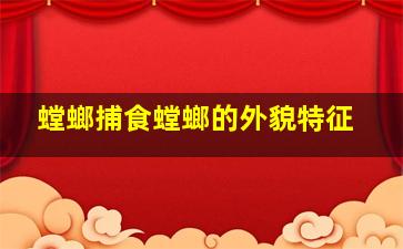 螳螂捕食螳螂的外貌特征