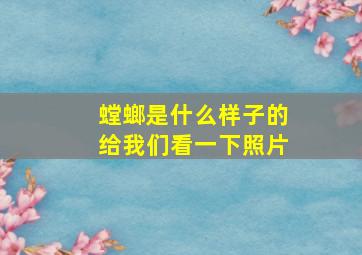 螳螂是什么样子的给我们看一下照片