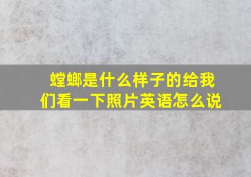 螳螂是什么样子的给我们看一下照片英语怎么说