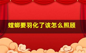 螳螂要羽化了该怎么照顾