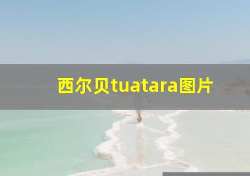 西尔贝tuatara图片