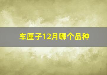 车厘子12月哪个品种