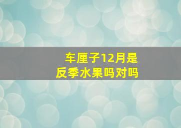 车厘子12月是反季水果吗对吗