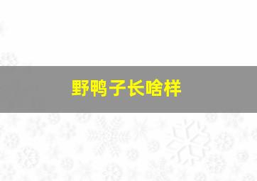 野鸭子长啥样