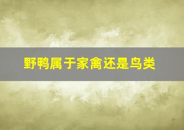 野鸭属于家禽还是鸟类