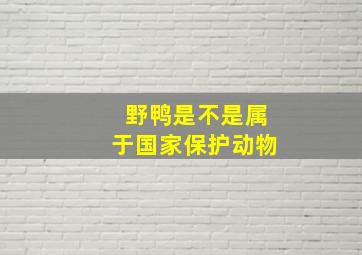 野鸭是不是属于国家保护动物