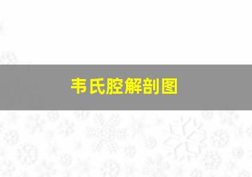 韦氏腔解剖图