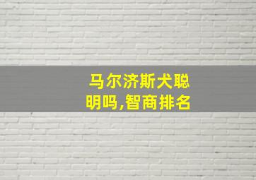 马尔济斯犬聪明吗,智商排名