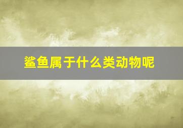 鲨鱼属于什么类动物呢